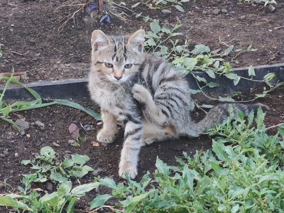 Дарю котёнка с ДОСТАВКОЙ