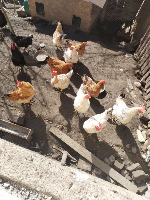 Cocoși tineri 3 kg de țară