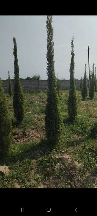 Можжевельник стрижка килинган кучатлари сотилади