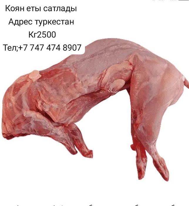 Моншадағы ересек әйелдердің суреттері