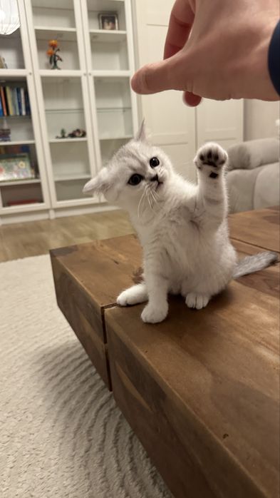 Pisica british silver shorthair