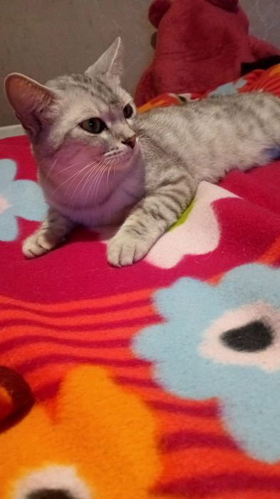 Шотландская прямоухая