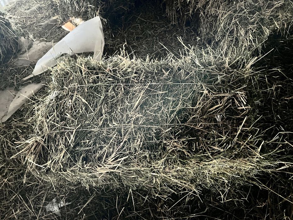 Жонышқа сатылады 1-2 орым