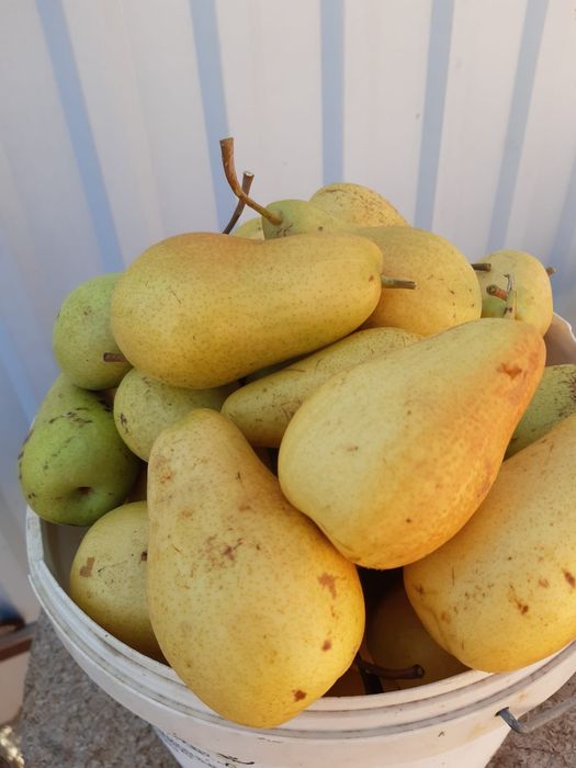 Проддам дачу с/о Химик