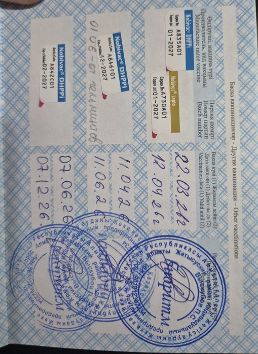 Продается очаровательный щенок!