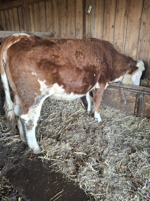 Vând 2 junici gestante