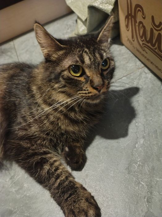 Отдам полумейкунов