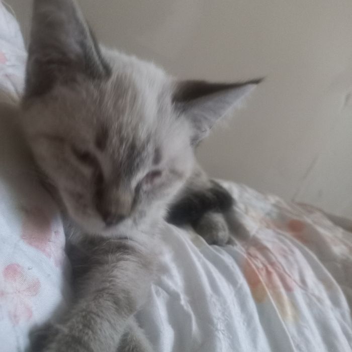 Отдам котенка девочку