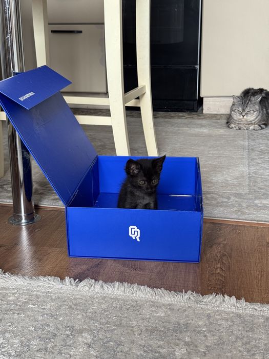 Отдам котенка в хорошие руки. Девочка