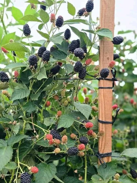 Разсад едра сладка къпина карака блек