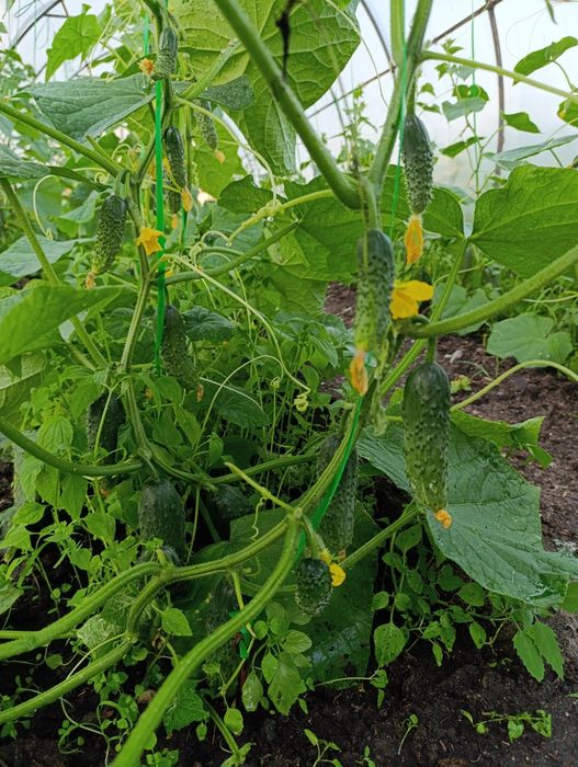 Домашние огурцы Затоболовка