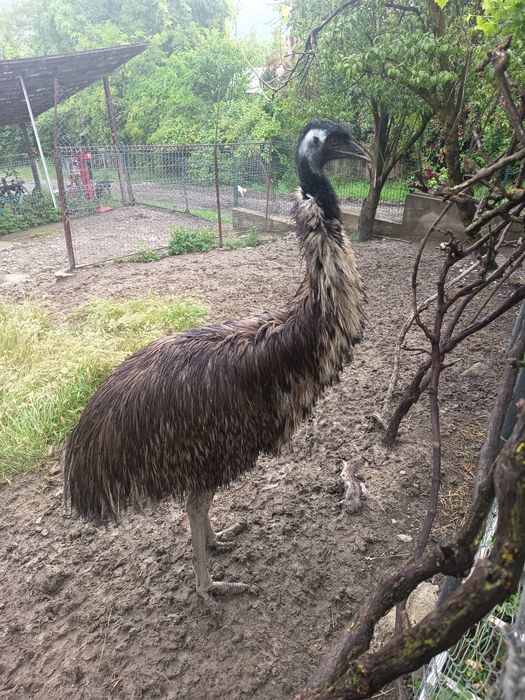 Struti Emu de vânzare