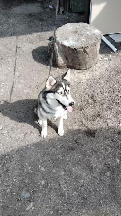 Сибирская хаски девочка