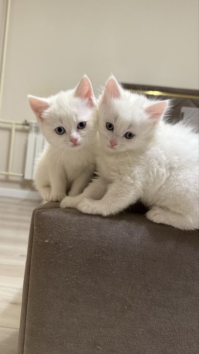 Британские котята