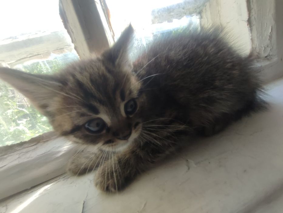 Отдам котят в добрый руки!!!