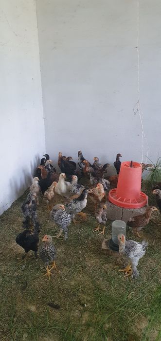 Sifatli jo‘jalar sotiladi (tovuq va xo‘roz)