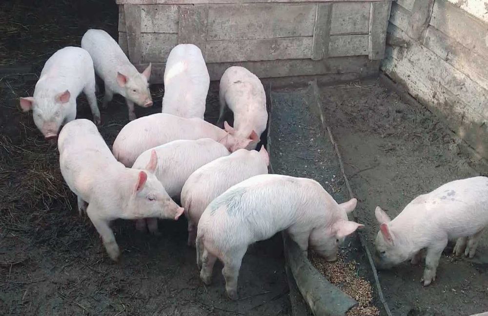 Продавам малки прасета