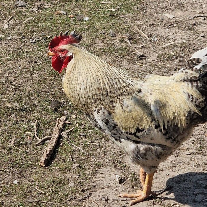 Продам петухов молодых