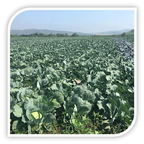 Rasad varza /rasaduri de varza de toamna Beverly,Caruso, Supreme Queen