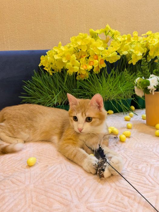 Котик подросток в добрые руки