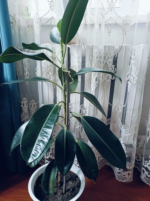 Продам домашние цветы