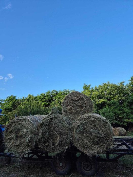 Vand baloti de fan si baloti de ovaz 1,20x1,20, an 2025