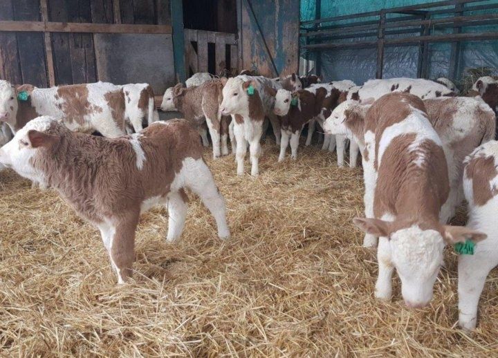 Симментал Аулиекол  Ангус