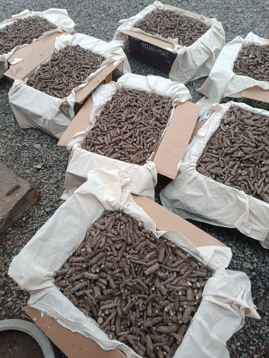 Павловния ФТЕ ва М1 илдиз каламчалари бор