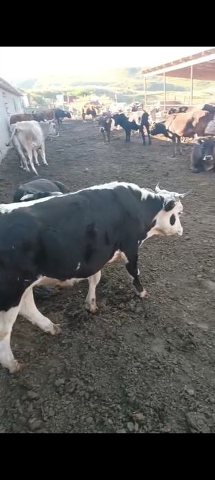 Продам бычки. Букашыктарды сатамын
