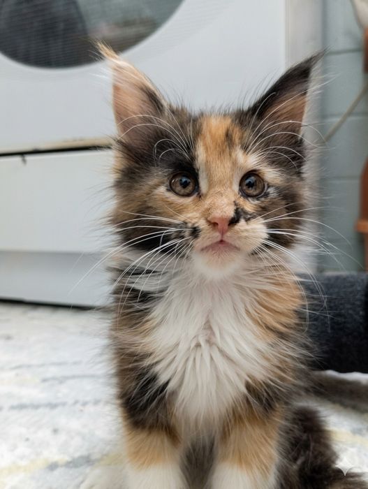 Мейн-кун котёнок