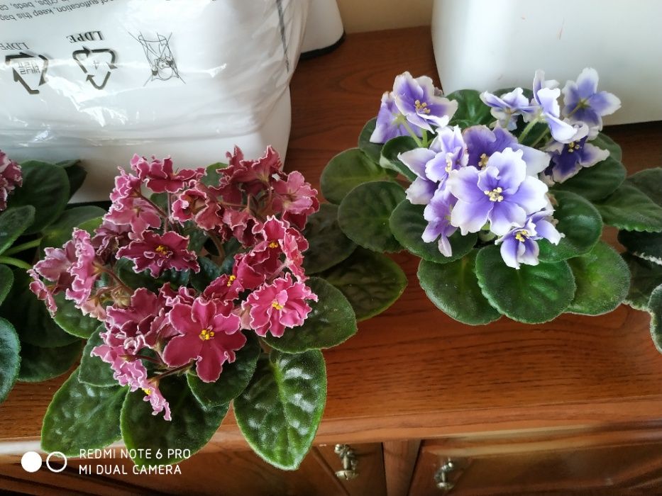 Листик фиалки эксклюзивной