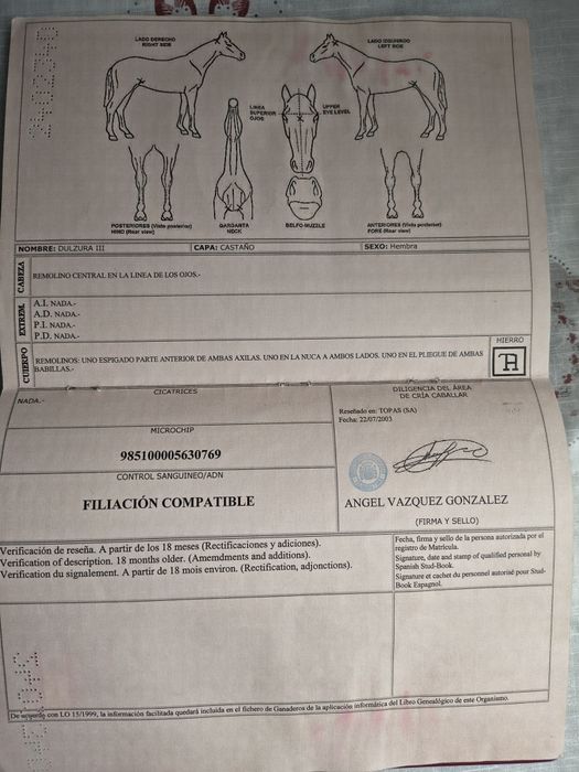 Andaluz iapa cu pașaport de Spania