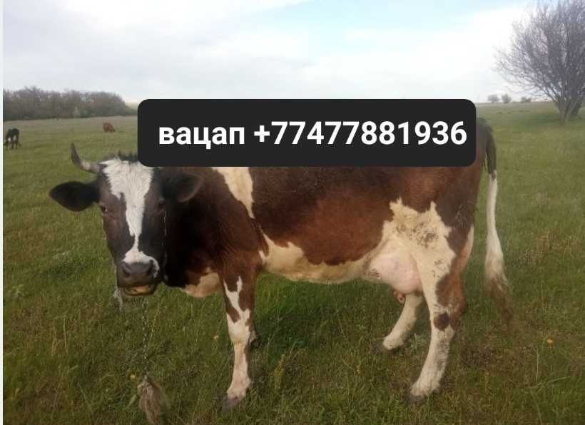 Продам корова телёнкой