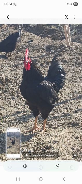 Австаролорп хурози