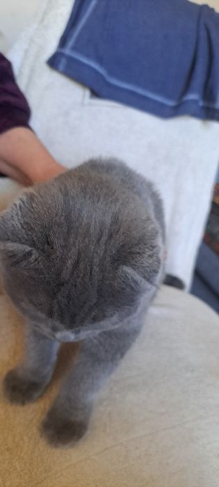 Кошка выслоухая шотландская