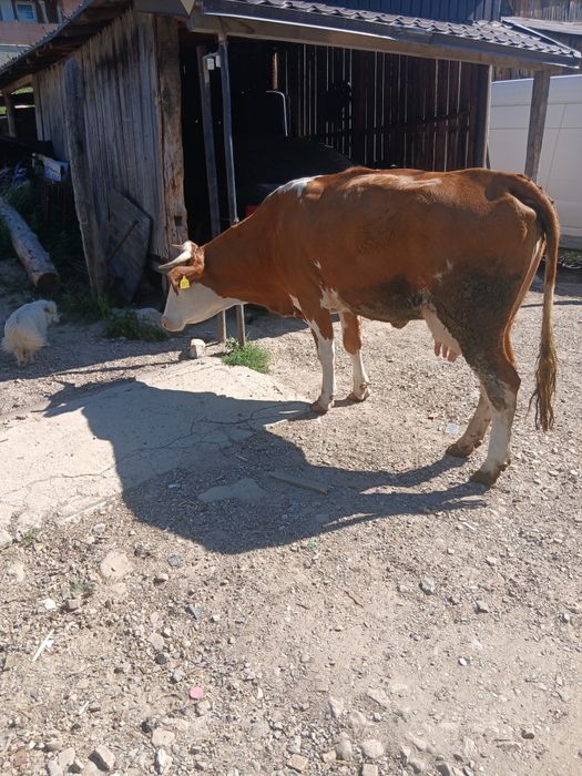 De vânzare vaca cu lapte