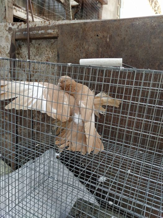 Жолтая Голубка молодая