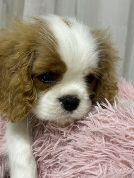 Кавалер кинг чарльз спаниель