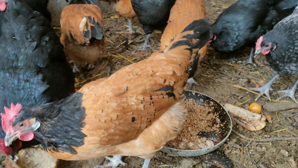 Familie vorwerk 4 găini/puicuțe+1 cocoș vand/schimb Wyandotte argintiu