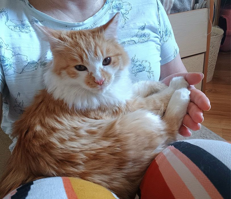 Ласкуша-котёнок Лучик Солнышкин ищет самых лучших котородителей
