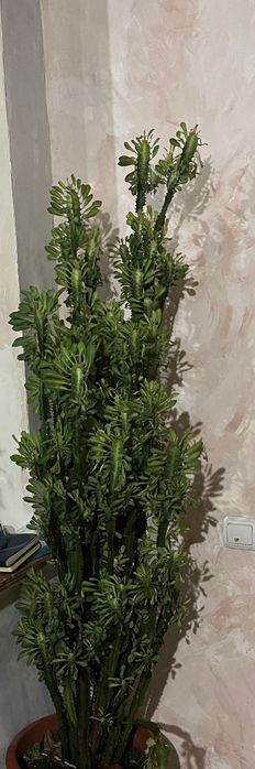 Комнатные цветы ..