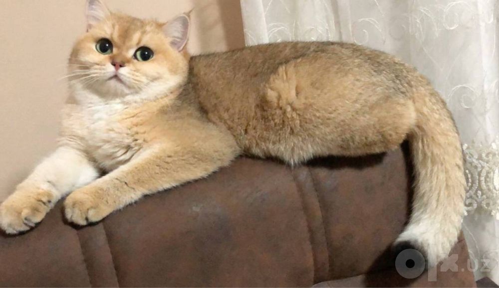 золотая шиншыла девочка