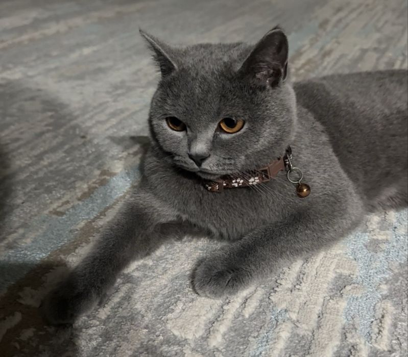 пропала британская кошка и котенок