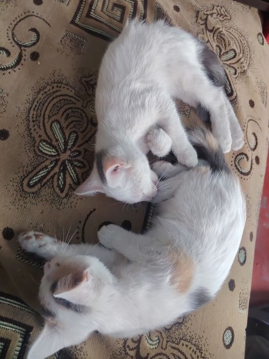 Отдаём котят, 2 девочки, в добрые руки