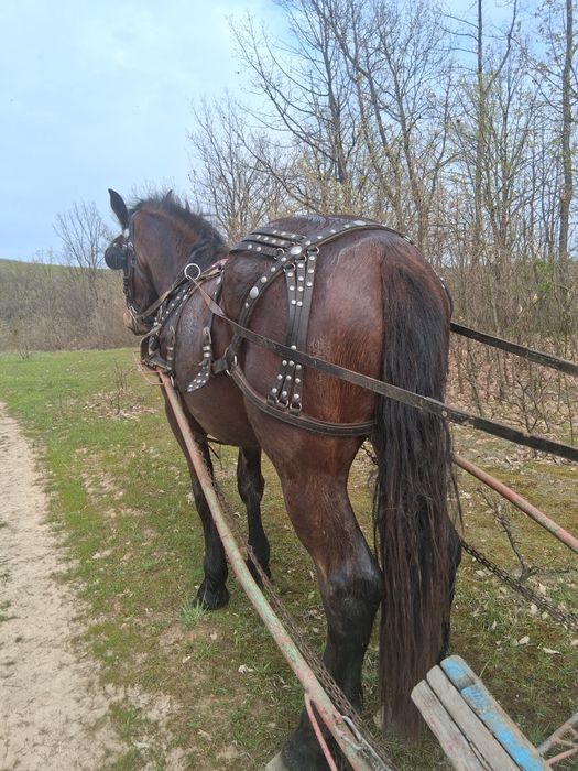 Vand sau schimb manza