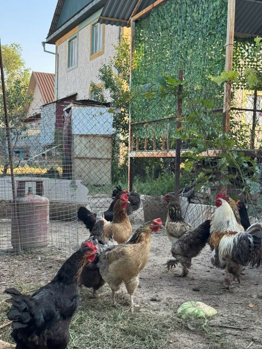 Продам молодых кур-несушек