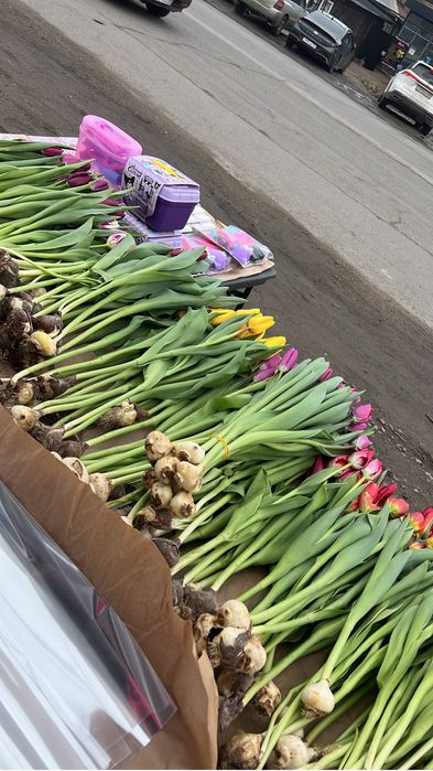 Тюльпаны свежие , разных оттенков