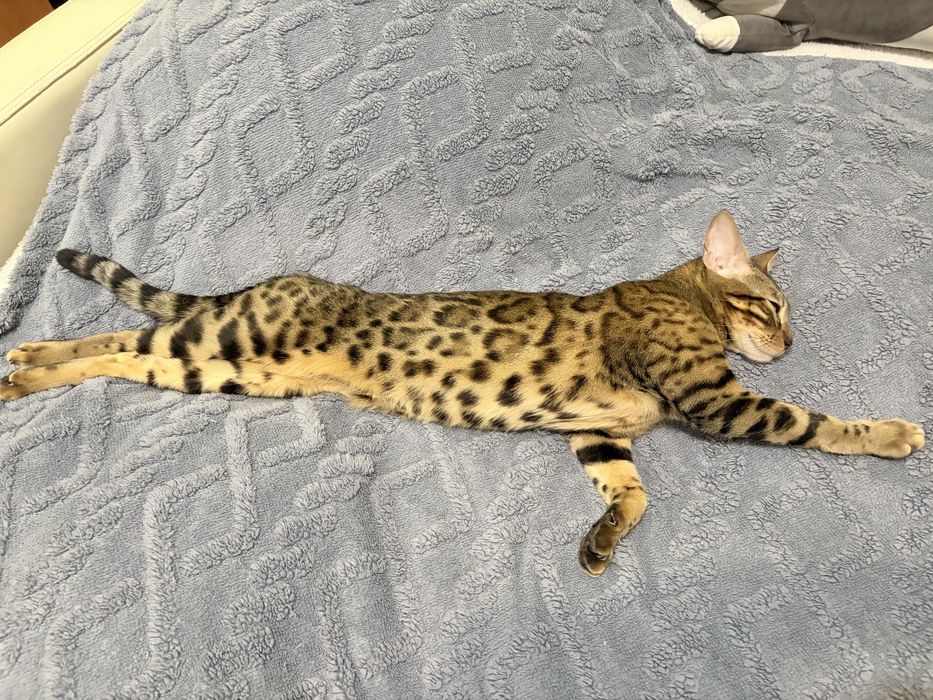 Вязка кошечки бенгал