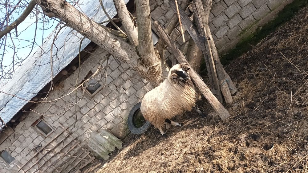 Mior breaz de vânzare