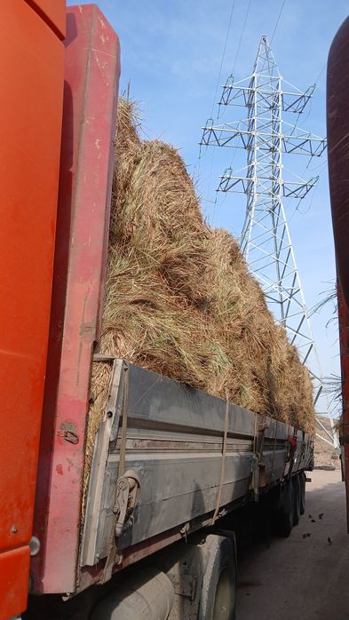 Шөп. сено рулон.